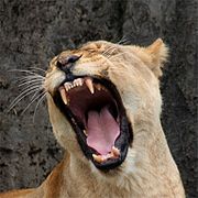 180px-female_lion