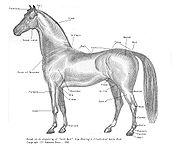 180px-horse_parts