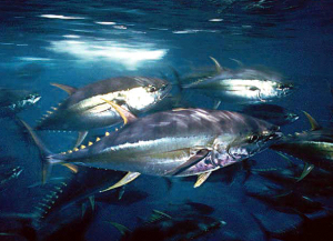 yellowfin tuna