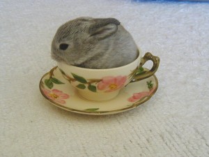 Unrelated But Endearing Photograph of a Bunny in a Teacup