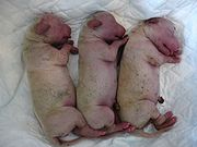 180px-golden_retriever_pups_newborn1