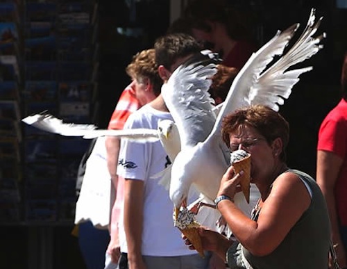 A seagull eats the ice cream in the hand of a person with short hair