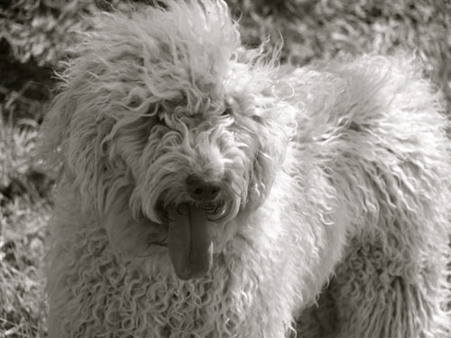 Labradoodle