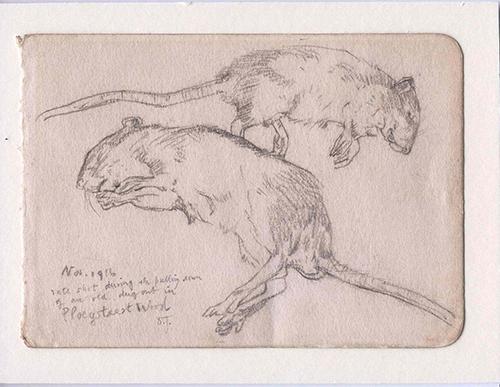 Sketch drawing in pencil by David Jones. Inscribed 'November 1916 / Rats shot during the pulling down of an old dugout in Ploegsteert Wood'