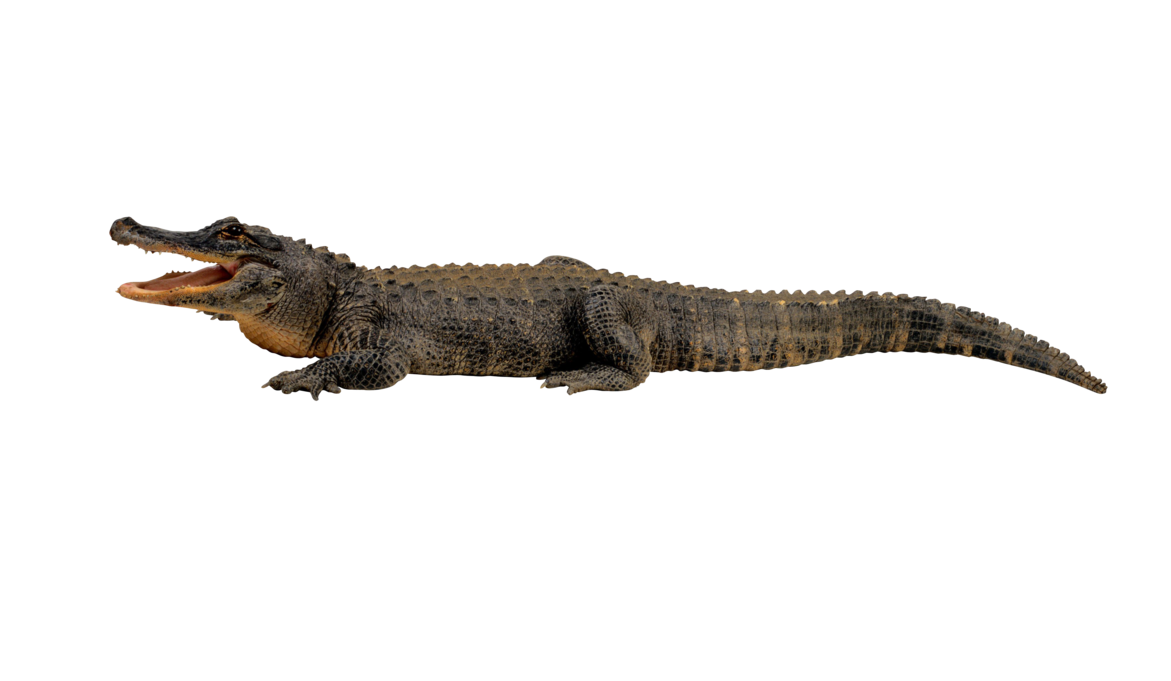 crocodile