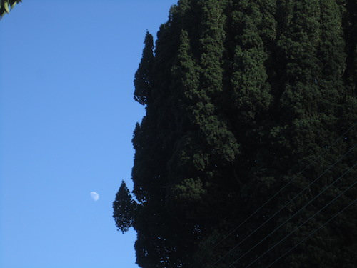 The Moon and the Yew Tree: St. Peter’s churchyard, North Tawton, February 9, 2014.  Photograph by Peter K. Steinberg.