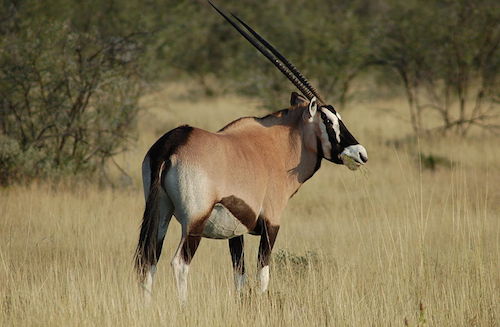 Oryx_gazella_-Etosha_National_Park,_Namibia-8c