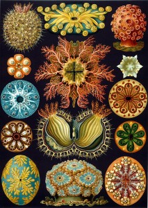 640px-Haeckel_Ascidiae