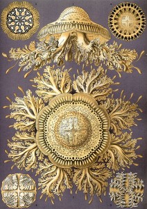 640px-Haeckel_Discomedusae_28
