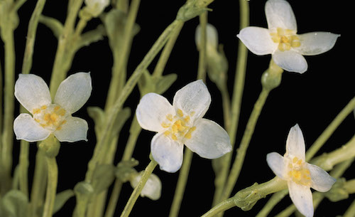Glass flowers, via the Harvard Museum of Natural History