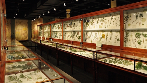 The glass flowers. Photo by Nate Dean Small, via the Harvard Museum of Natural History