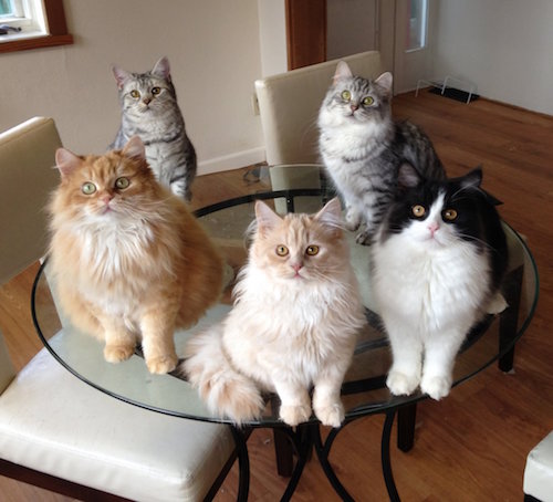 Group-Of-Manx-Cats-Sitting-On-Table