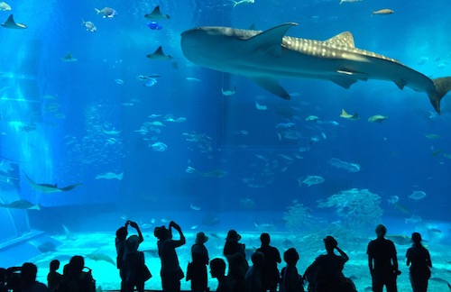 A Whale Shark’s Life stuck in an oversized fish tank or You Spin Me Right Round Baby Right Round…Okinawa, 2016